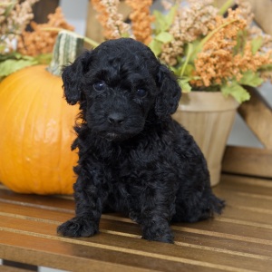 Poodle Puppy Rubie