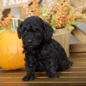 Poodle Puppy Rubie