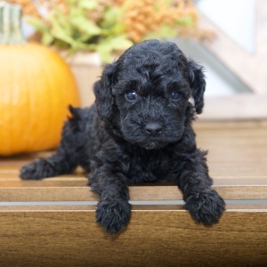 Poodle Puppy Rubie