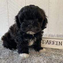 Shihpoo Puppy Darrin