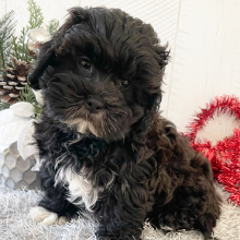 Shihpoo Puppy Darrin