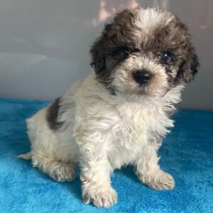 Bernedoodle Puppy Zelda