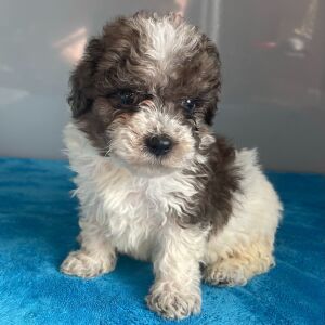 Bernedoodle Puppy Zelda