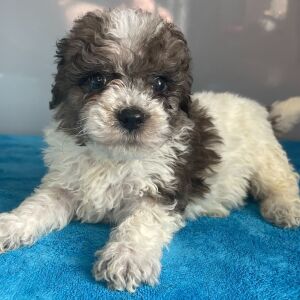 Bernedoodle Puppy Zelda