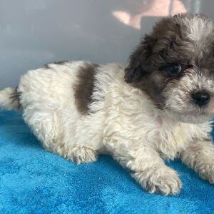 Bernedoodle Puppy Zelda