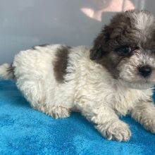 Bernedoodle Puppy Zelda