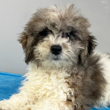 Bernedoodle Puppy Zelda