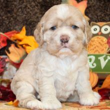 Cocker Spaniel Puppy Fellicity