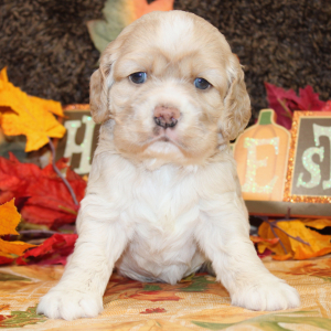 Cocker Spaniel Puppy Fellicity