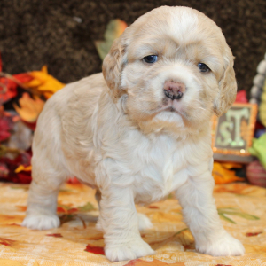 Cocker Spaniel Puppy Fellicity