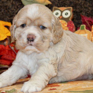 Cocker Spaniel Puppy Fellicity