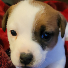 Jack Russell Terrier Puppy Joey
