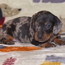Dachshund Puppy Max