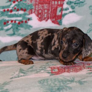 Dachshund Puppy Max