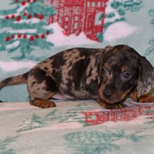 Dachshund Puppy Max
