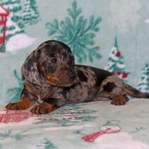Dachshund Puppy Max