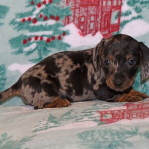 Dachshund Puppy Max