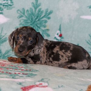 Dachshund Puppy Max