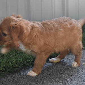 Cavapoo Puppy Amber