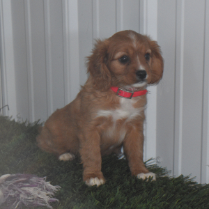 Cavapoo Puppy Amber