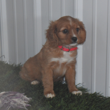 Cavapoo Puppy Amber