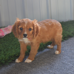 Cavapoo Puppy Amber