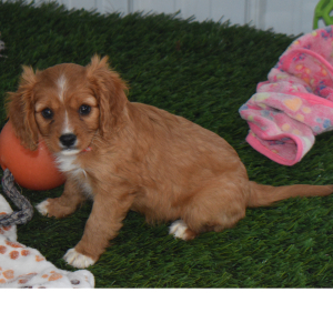 Cavapoo Puppy Amber