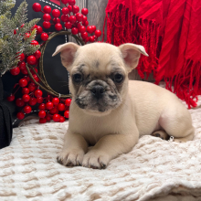 Frenchie Pug Puppy Sophy