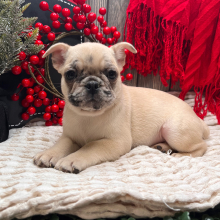 Frenchie Pug Puppy Sophy
