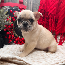 Frenchie Pug Puppy Sophy