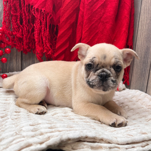 Frenchie Pug Puppy Sophy