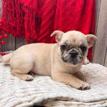 Frenchie Pug Puppy Sophy
