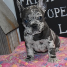 Frenchton Puppy Isebella