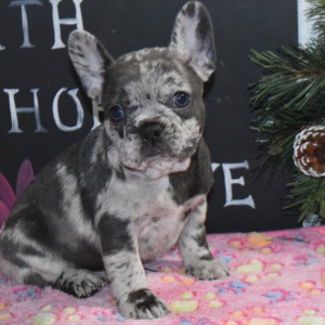 Frenchton Puppy Isebella