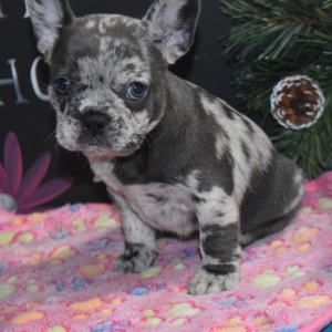 Frenchton Puppy Isebella