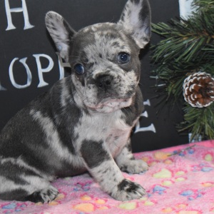 Frenchton Puppy Isebella