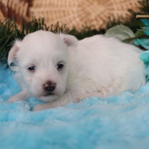 Maltese Puppy Rocky