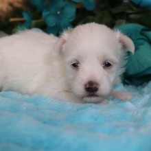 Maltese Puppy Rocky