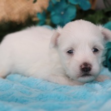 Maltese Puppy Rocky