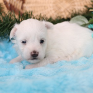 Maltese Puppy Rocky