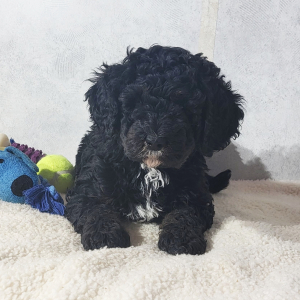 Bernedoodle Puppy Chloe