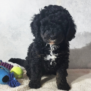 Bernedoodle Puppy Chloe