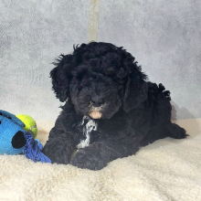 Bernedoodle Puppy Chloe