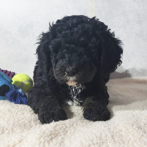 Bernedoodle Puppy Chloe