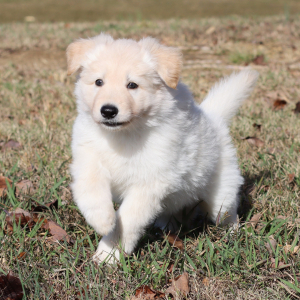 German Shepherd Dog Puppy Willa