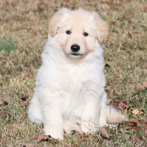 German Shepherd Dog Puppy Willa