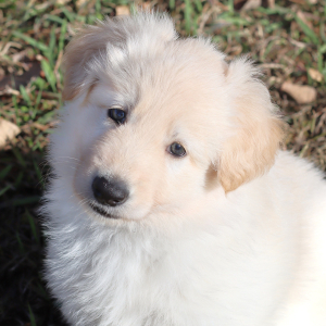German Shepherd Dog Puppy Willa