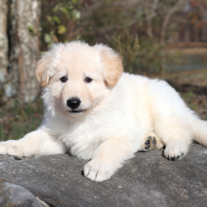 German Shepherd Dog Puppy Willa