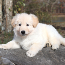 German Shepherd Dog Puppy Willa