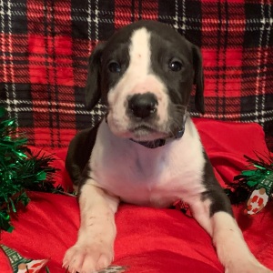 Great Dane Puppy Simone